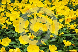 Summer background with yellow evening primrose.The background is blurred.