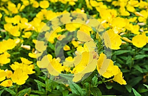 Summer background with yellow evening primrose.