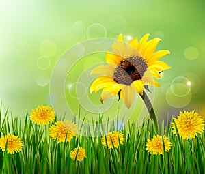 Summer background with yellow flowers and grass.