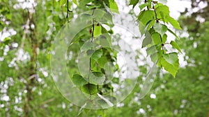 Summer background - young birch leaves on thin hanging branches sway in the wind. Against the background of lush forest greens