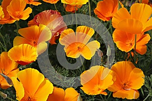 Summer backgroung. Flowers of eschscholzia californica or golden californian poppy, cup of gold, flowering plant in