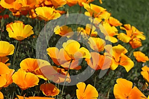 Summer backgroung. Flowers of eschscholzia californica or golden californian poppy, cup of gold, flowering plant in