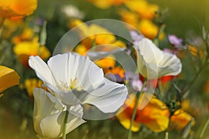 Summer backgroung. Flowers of eschscholzia californica or golden californian poppy, cup of gold, flowering plant in