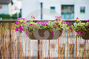 Summer balcony garden pots with petunia flowers