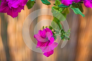 Summer balcony hanging purple petunia flowers