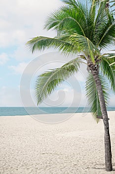 Summer beach background. White Sand and sea. Palm tree and amazing cloudy blue sky at tropical beach island in Indian Ocean