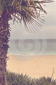 Summer beach - palm tree, sea water. Golden sands, Varna, Bulgaria