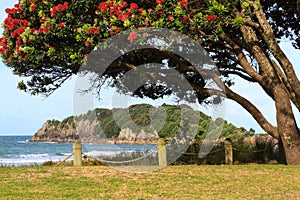 Summer beach scene in New Zealand with blossoming pohutukawa trees