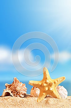 Summer beach. Seashell and starfish on a sand and ocean as background