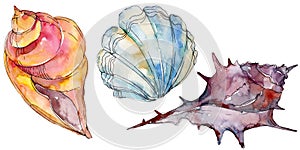 Summer beach seashell tropical elements. Watercolor background illustration set. Isolated shell illustration element.