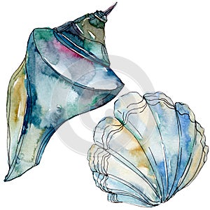 Summer beach seashell tropical elements. Watercolor background illustration set. Isolated shell illustration element.
