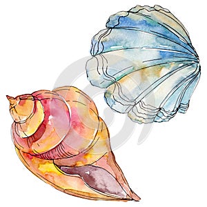 Summer beach seashell tropical elements. Watercolor background illustration set. Isolated shell illustration element.