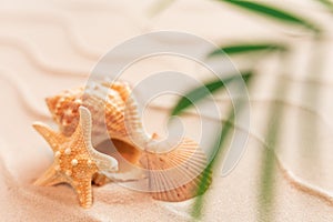 summer beach soft focus sand background with shell and blurred Palm, vacation and travel concept, Flat lay top view copy space,