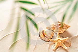 summer beach soft focus sand background with shell and blurred Palm, vacation and travel concept, Flat lay top view copy space, Mi