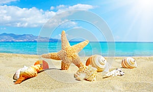 Summer beach with starfish and shells