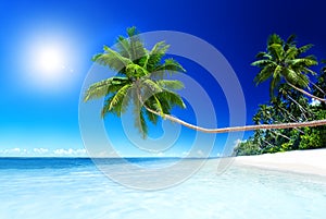 Summer Beach Tropical Paradise Seascape Concept