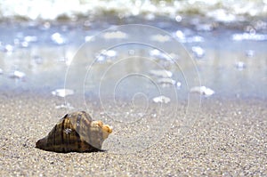 Summer beach vacation background with seashell, sand, sea and space for text. Single shell on the sand beach