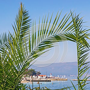 Summer beach vacation concept. Branches of Palm tree Phoenix canariensis on shore of Kotor Bay. Montenegro photo