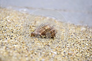 Summer beach vacation. One spiral sea shell lies on sand