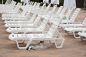 summer beach vacation. summertime lifestyle. outdoor resort at poolside. pool sunbed and sun lounger. cat pet at poolside