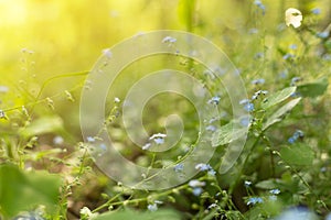 Summer beautiful blue wild flowers in sunligh. Nature background