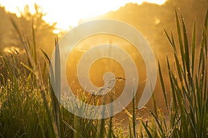 summer beautiful foggy sunrise on the river. yellow sunny warm light and grass in dew
