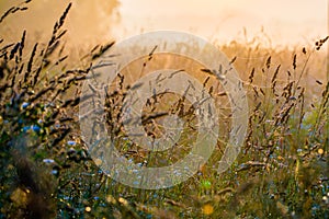 summer beautiful sunrise field meadow