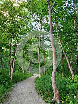 Summer Beauty in Schmidt Woods