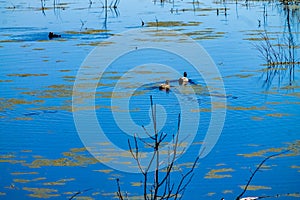 Summer at the Beaver Ponds. Elk Island National Park Alberta Canada