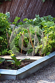 A summer bed in a vegetable garden with mixed crops