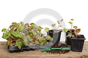 Summer bedding plants