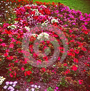 Summer bedding plants in a pink and red geranium flower bed