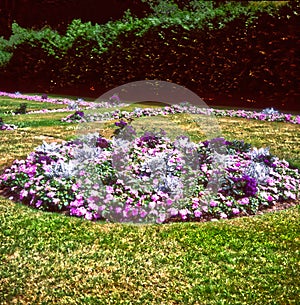 Summer bedding plants in a silver and pink flower bed