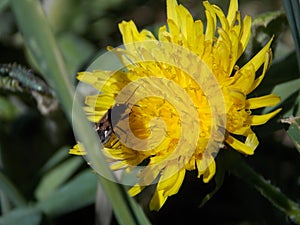 Summer,bee,dandelion
