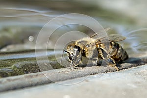 In summer, the bee drinks water