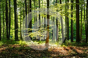 Summer beech forest in sunlight. Beech trees with green fresh foliage with sunbeams.