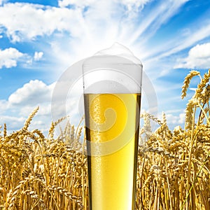 Summer beer with drops of dew