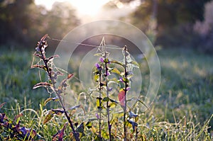 Summer bellflower with dewy spider-web in morning light