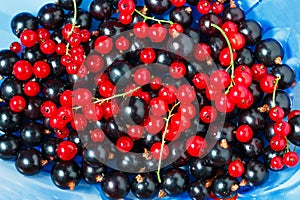 Summer berries black currant, red currant on blue dish