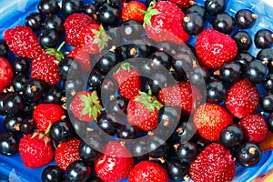 Summer berries black currant, strawberry on blue dish