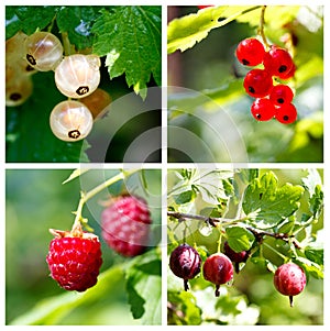 Summer berries collage