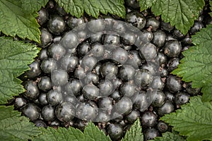 Summer berries harvest background black currants and leaves frame