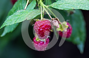 Summer berries raspberries water droplets visible at 100%