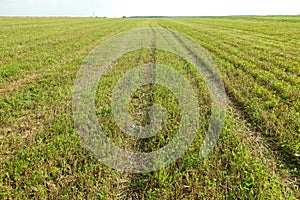 Summer. Beveled yellow wheat field. The beveled rye field. Field after harvest