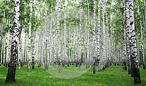 Summer birch forest