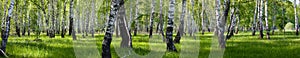 Summer birch forest landscape