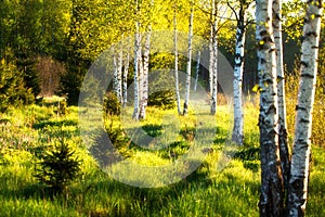 Summer birch forest in sunlight. Green nature landscape