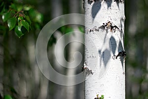 Summer birch grove