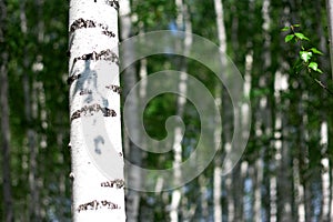 Summer birch grove