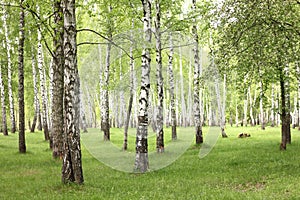 Summer birch trees in forest, beautiful birch grove, birch-wood